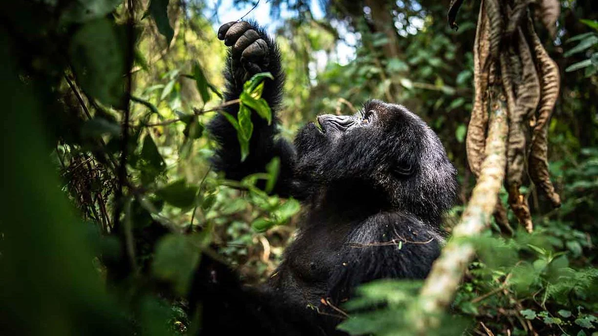 Gorilla Trekking Rwanda what to expect during mountain gorilla encounters
