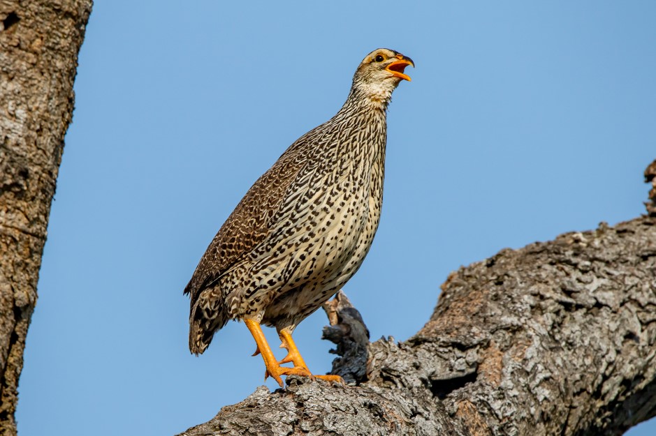 Bird species in Murchison Falls National Park
