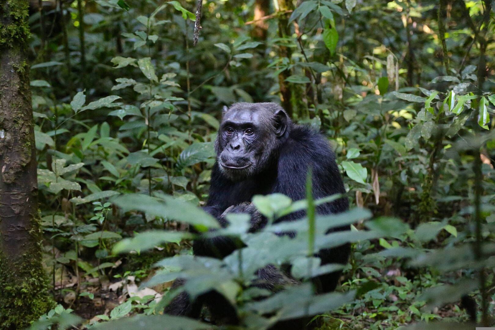 Cost of Chimpanzee Trekking in Uganda
