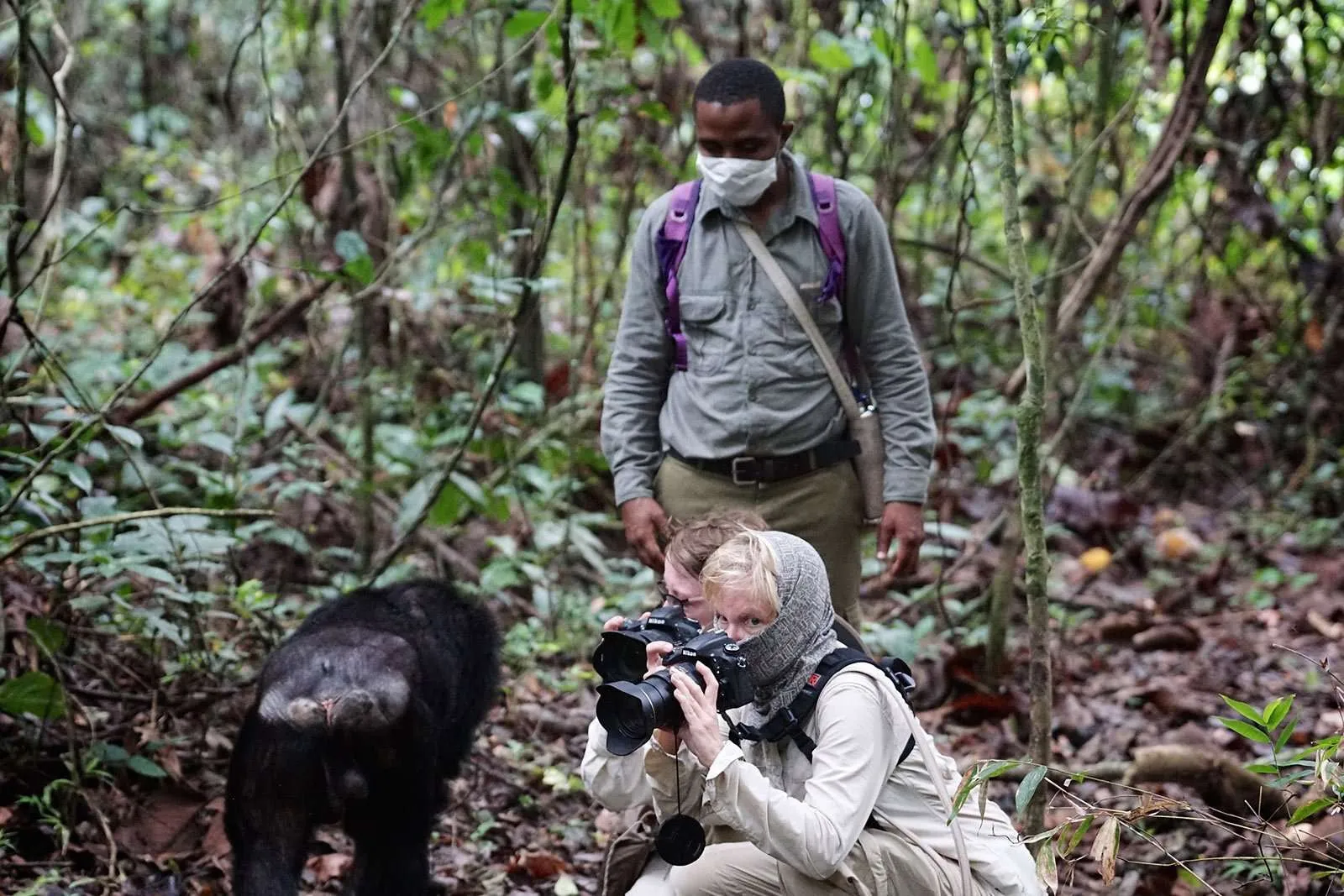 Chimpanzee Trekking in Uganda
