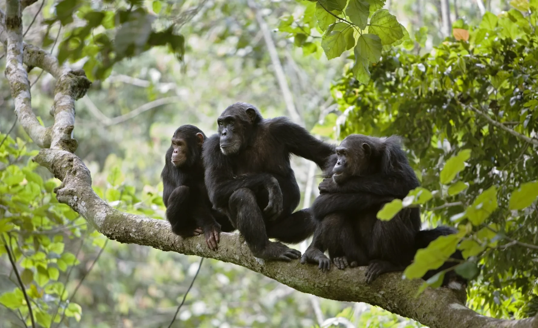 Frequently Asked Questions About Chimpanzees in Uganda

