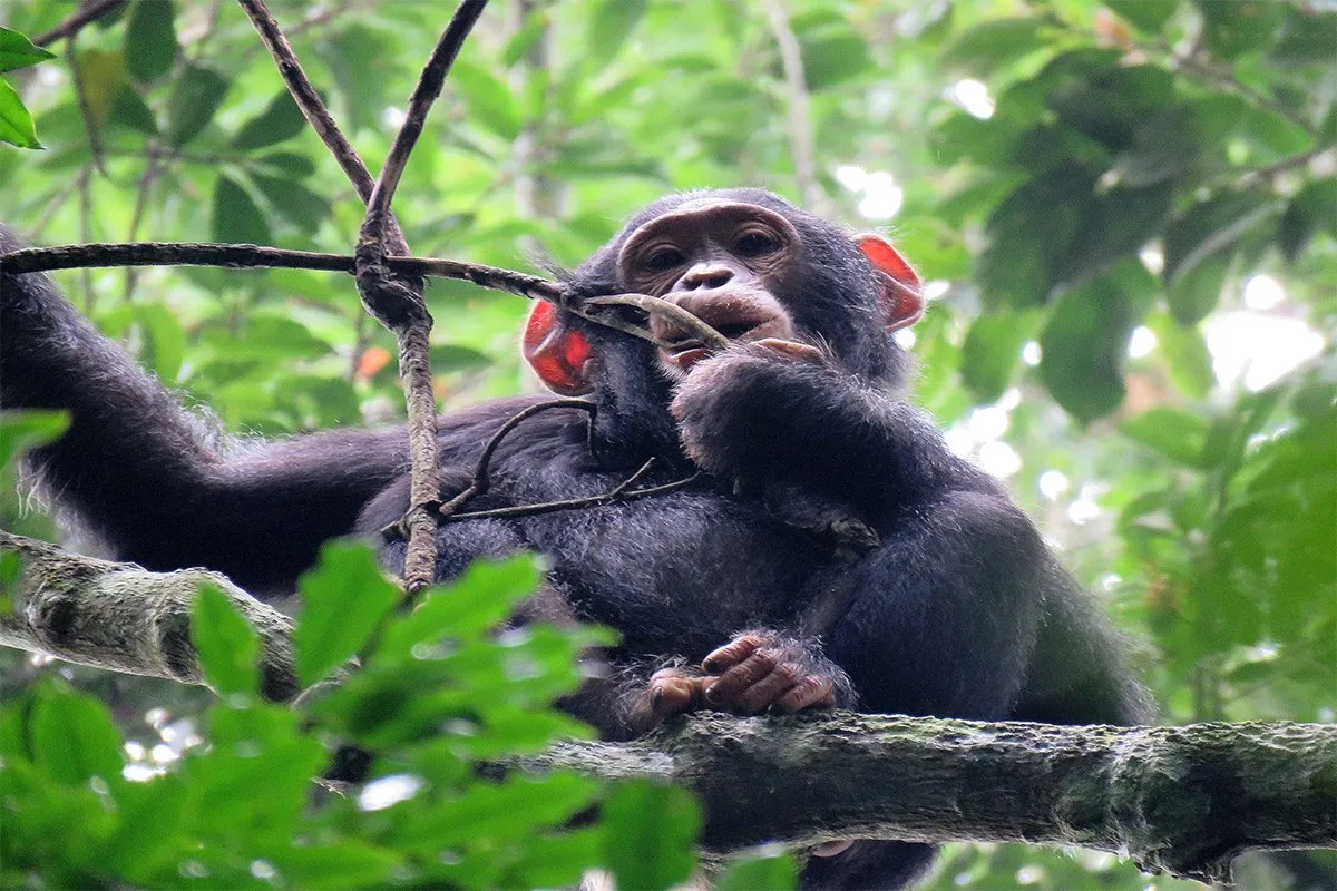 Another excellent extension from Chobe Safari Lodge is chimpanzee tracking in Kibale Forest National Park. Known as the primate capital of the world, Kibale offers high success rates for chimpanzee encounters.
