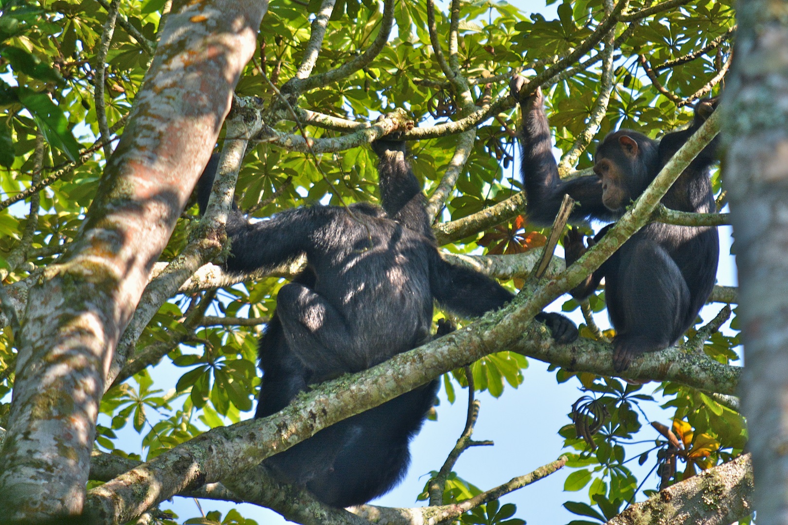 Kyambura Gorge chimpanzee trekking