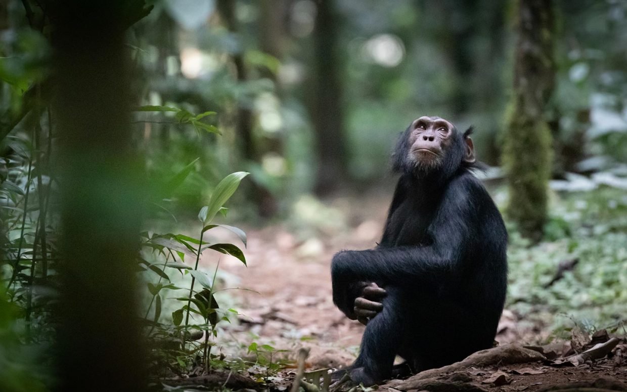 Kyambura Gorge Chimpanzee Trekking Experience