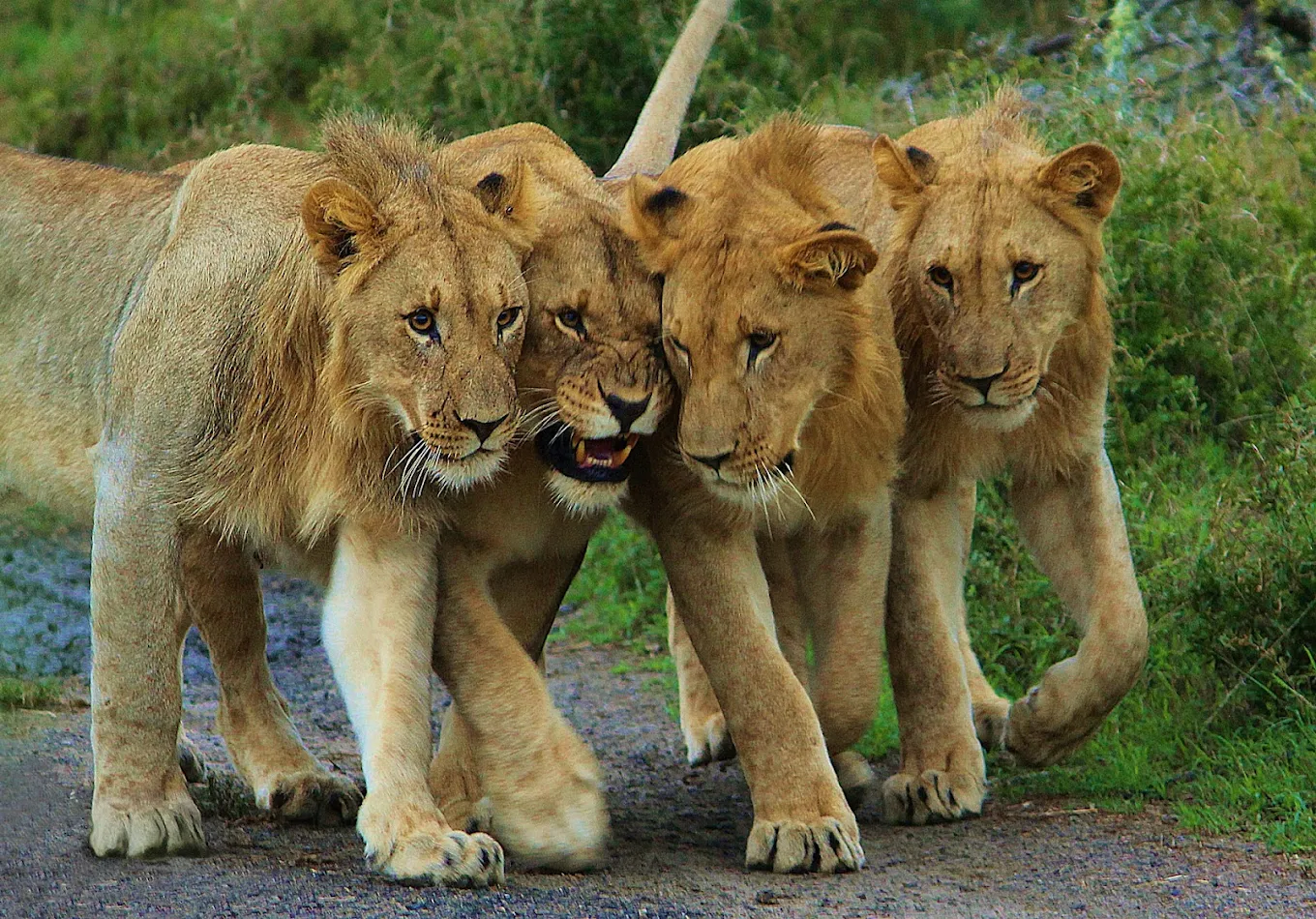 Lions in Akagera National Park Rwanda safari