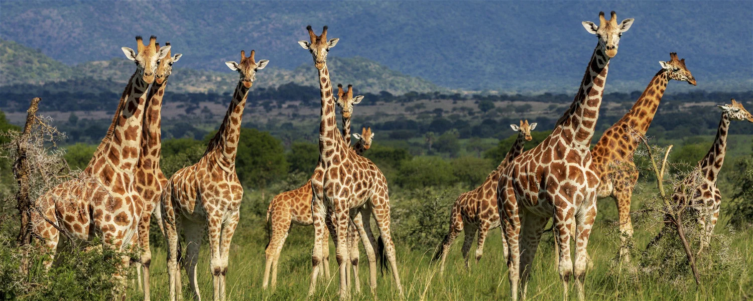 Sample Luxury Itineraries – Best Uganda Luxury Safaris
