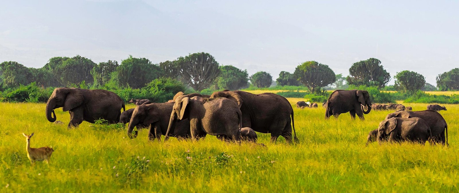 Uganda Wildlife Safari in Queen Elizabeth National Park