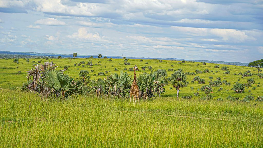 Sambiya River Lodge is especially suited for travelers who value quiet, authenticity, and a close connection to the wild.

