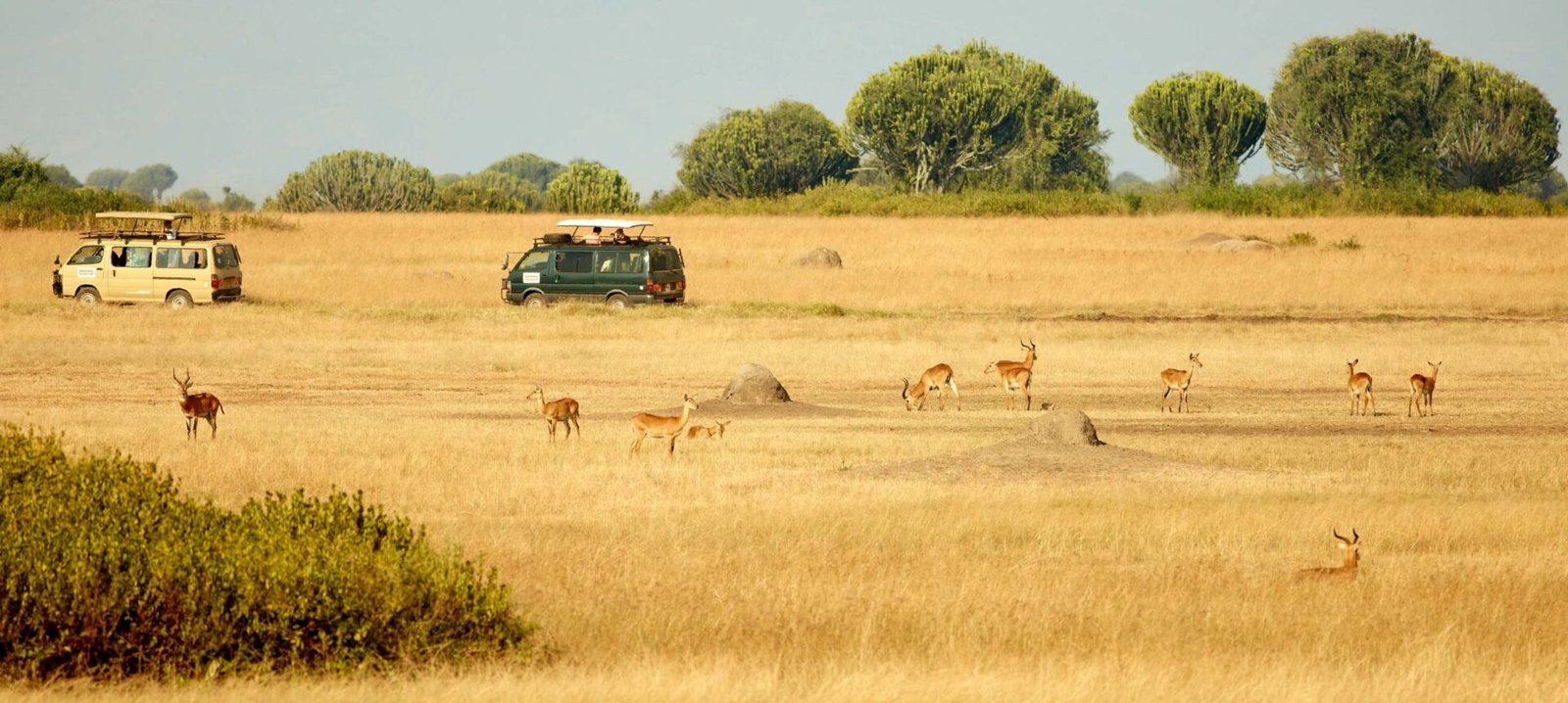 Game Drives
