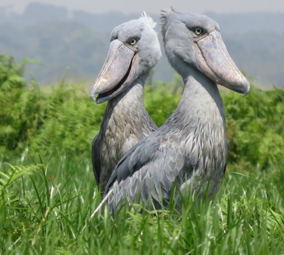 Bird watching at Shoebill Campsite