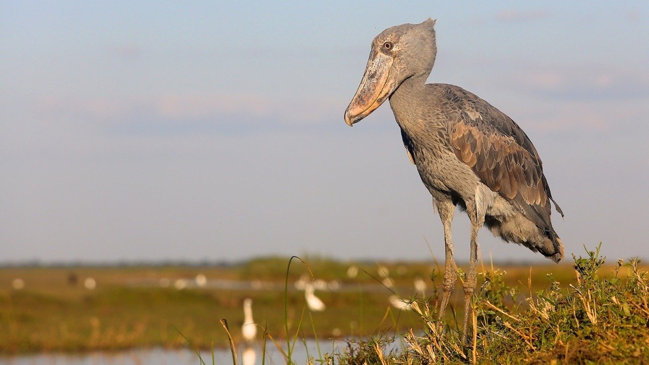 Bird watching at Shoebill Campsite
