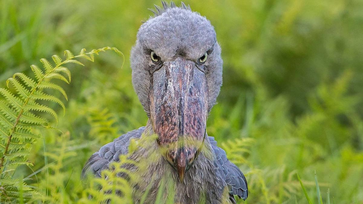 Shoebill in Akagera National Park