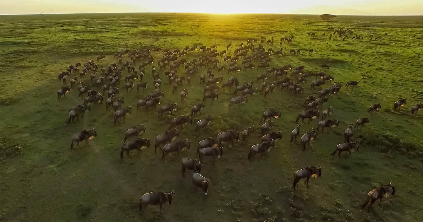 Great migration Serengeti Tanzania wildlife