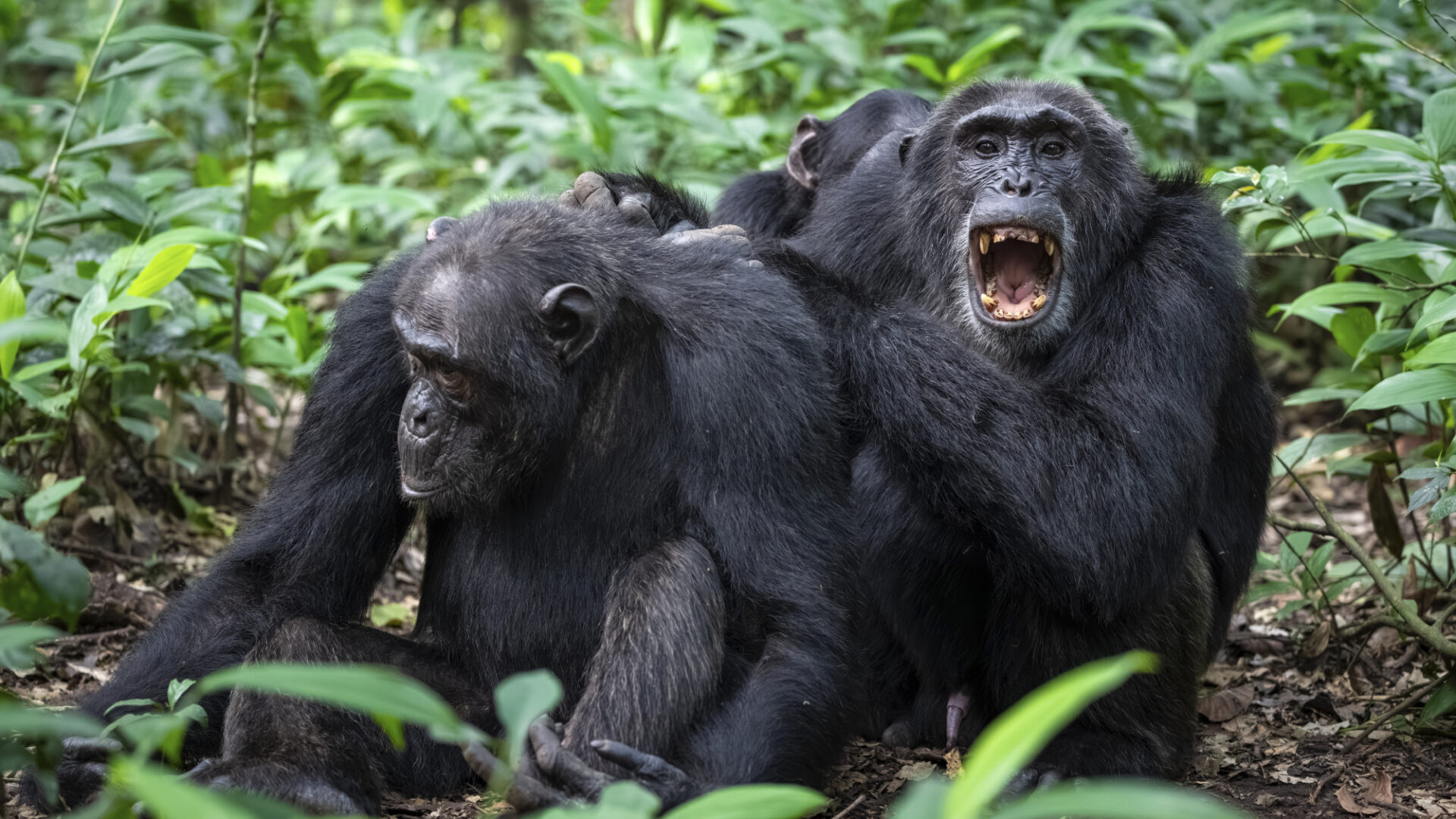 Chimpanzee Habituation and Gorilla Trekking Safari