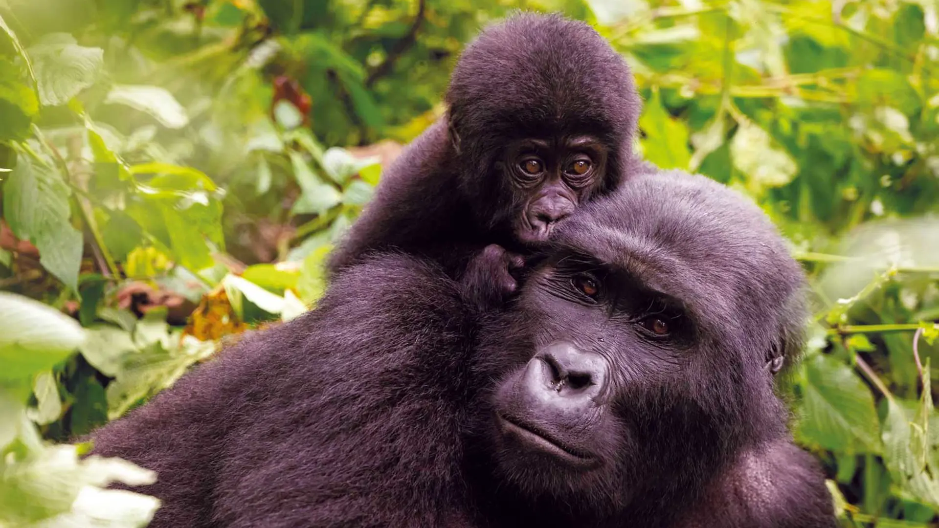 Quick Access to Game Drives: Located near the park’s northern game drive circuits, the lodge allows you to begin safaris without long transfers.
