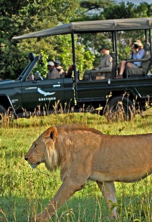 Safari Game Drives Serengeti