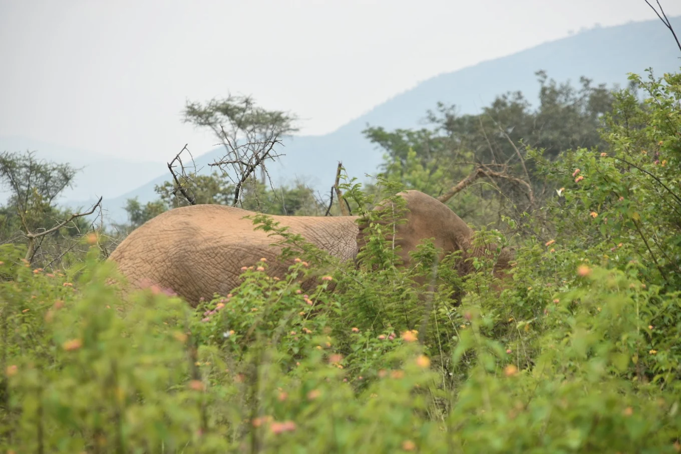 14 Day Rwanda Gorilla and Big Five Safari