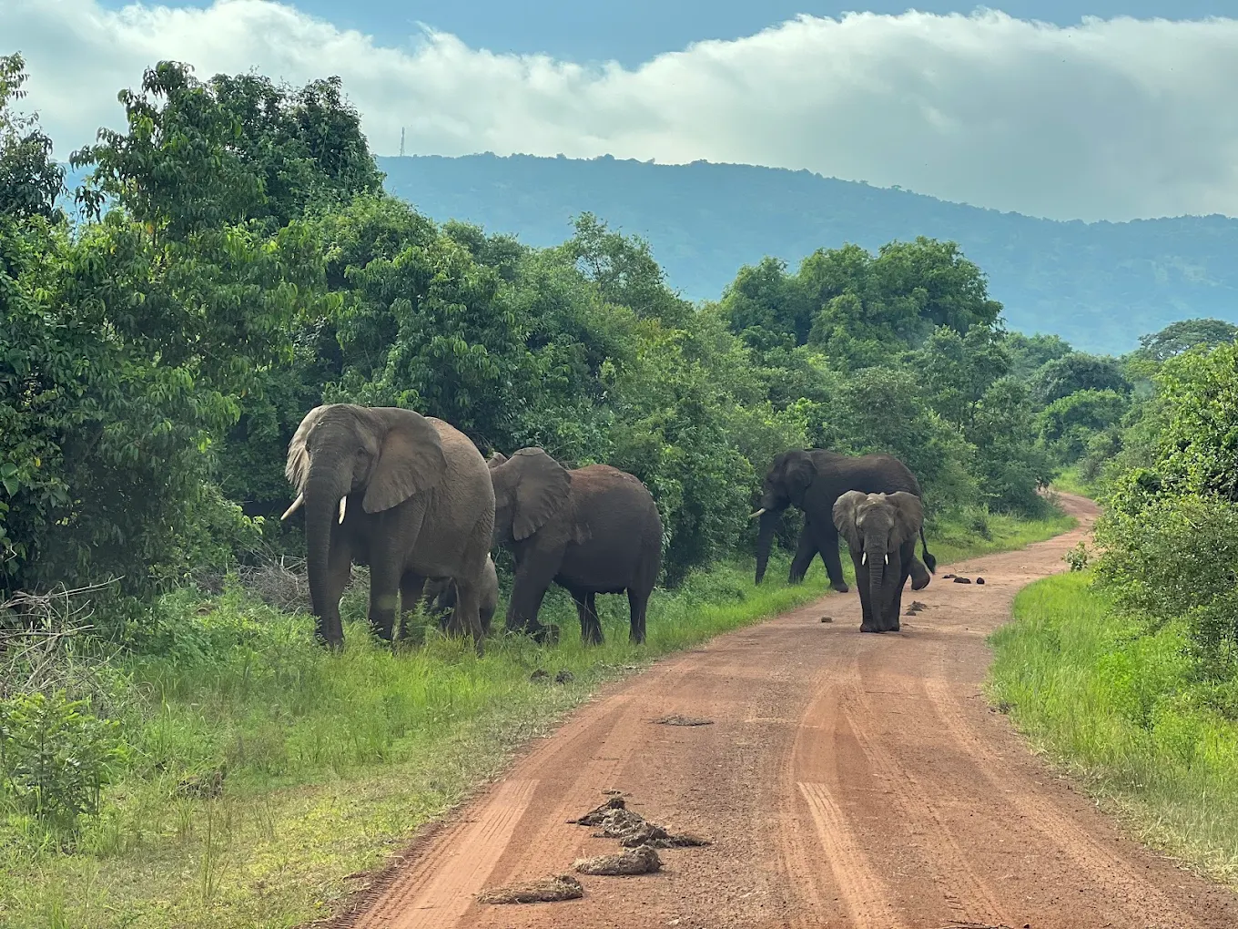 Rwanda Wildlife Safari exploring elephant encounters in Akagera National Park