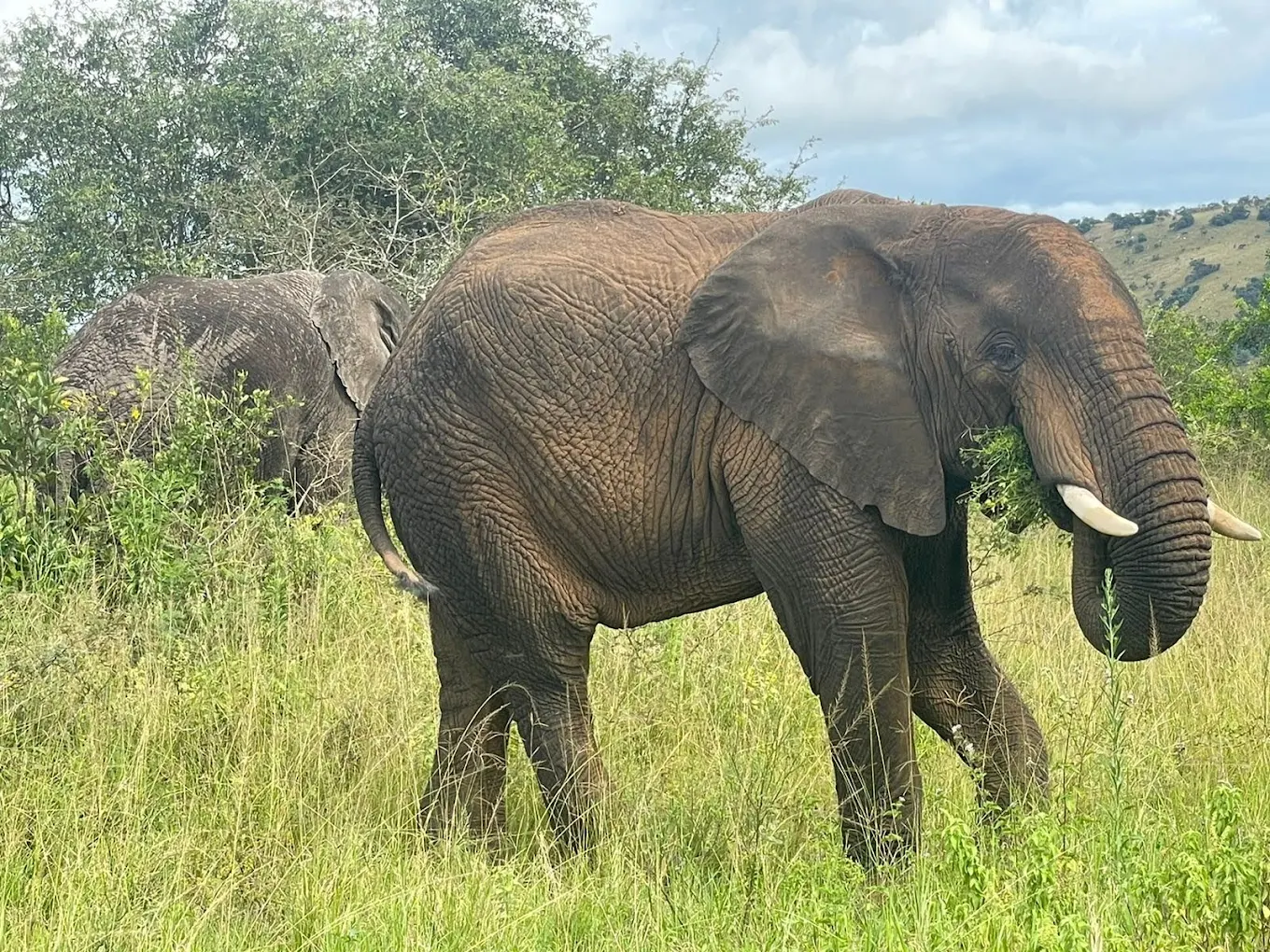 Akagera National Park Rwanda Elephants