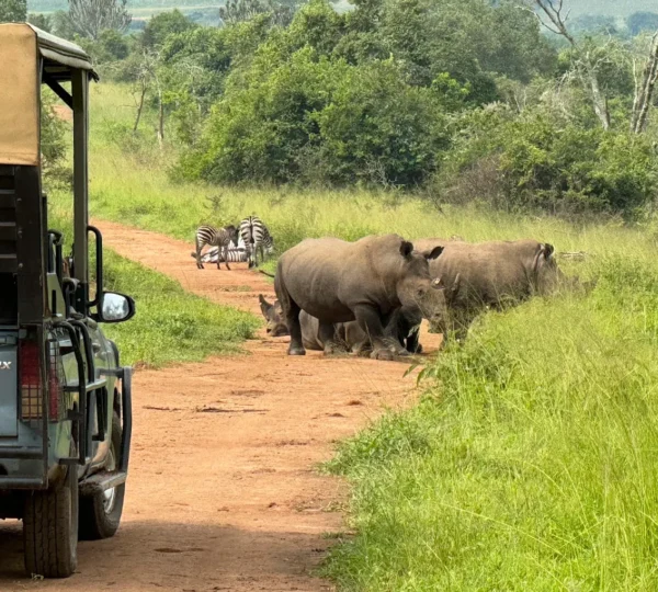 7 Days Private Rwanda Safari for Solo Travelers