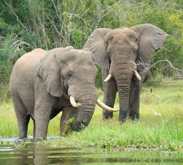 7 Days Private Rwanda Safari for Solo Travelers