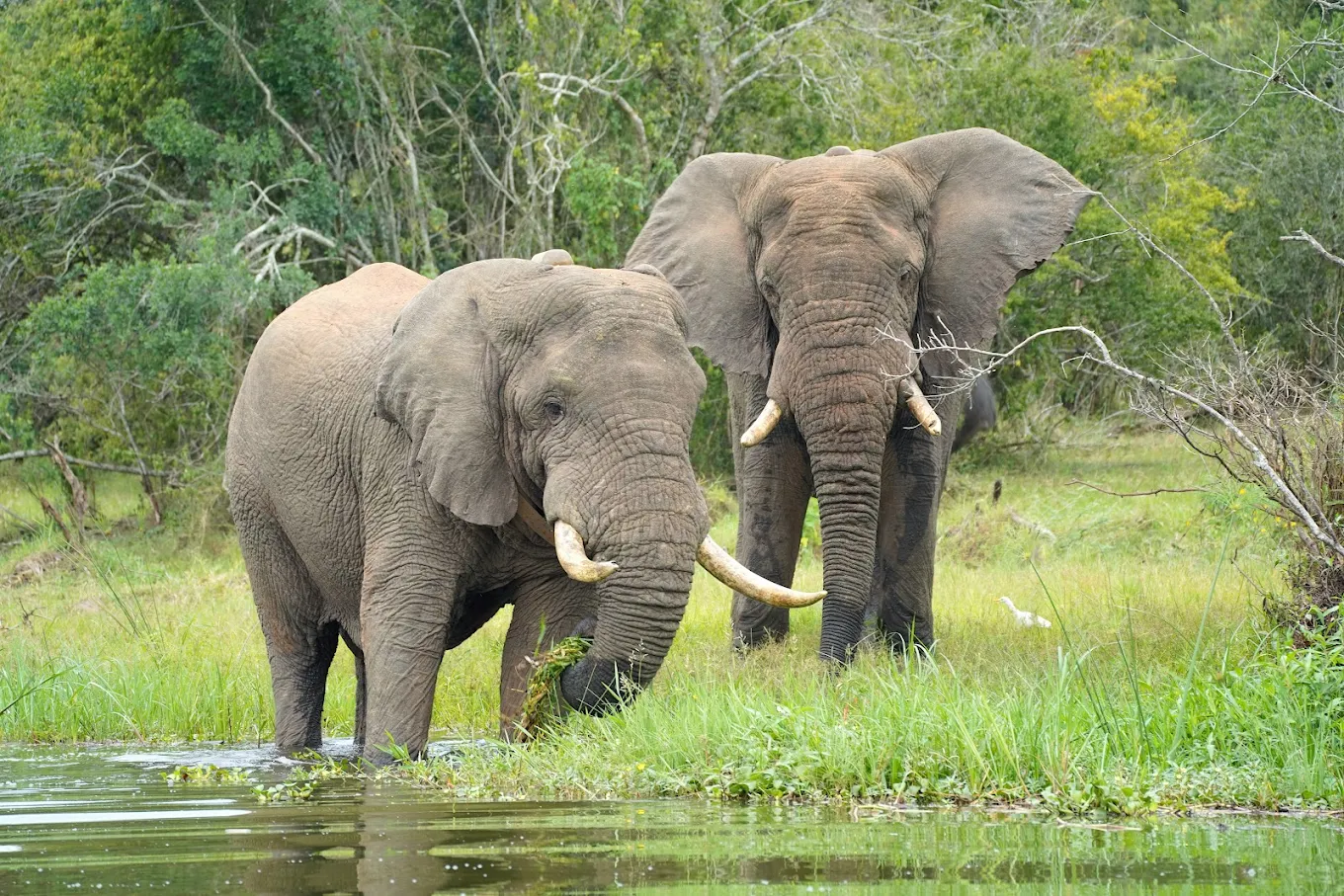 Korean Speaking Guides on Rwanda Safari Game Drive with Elephants in Akagera National Park