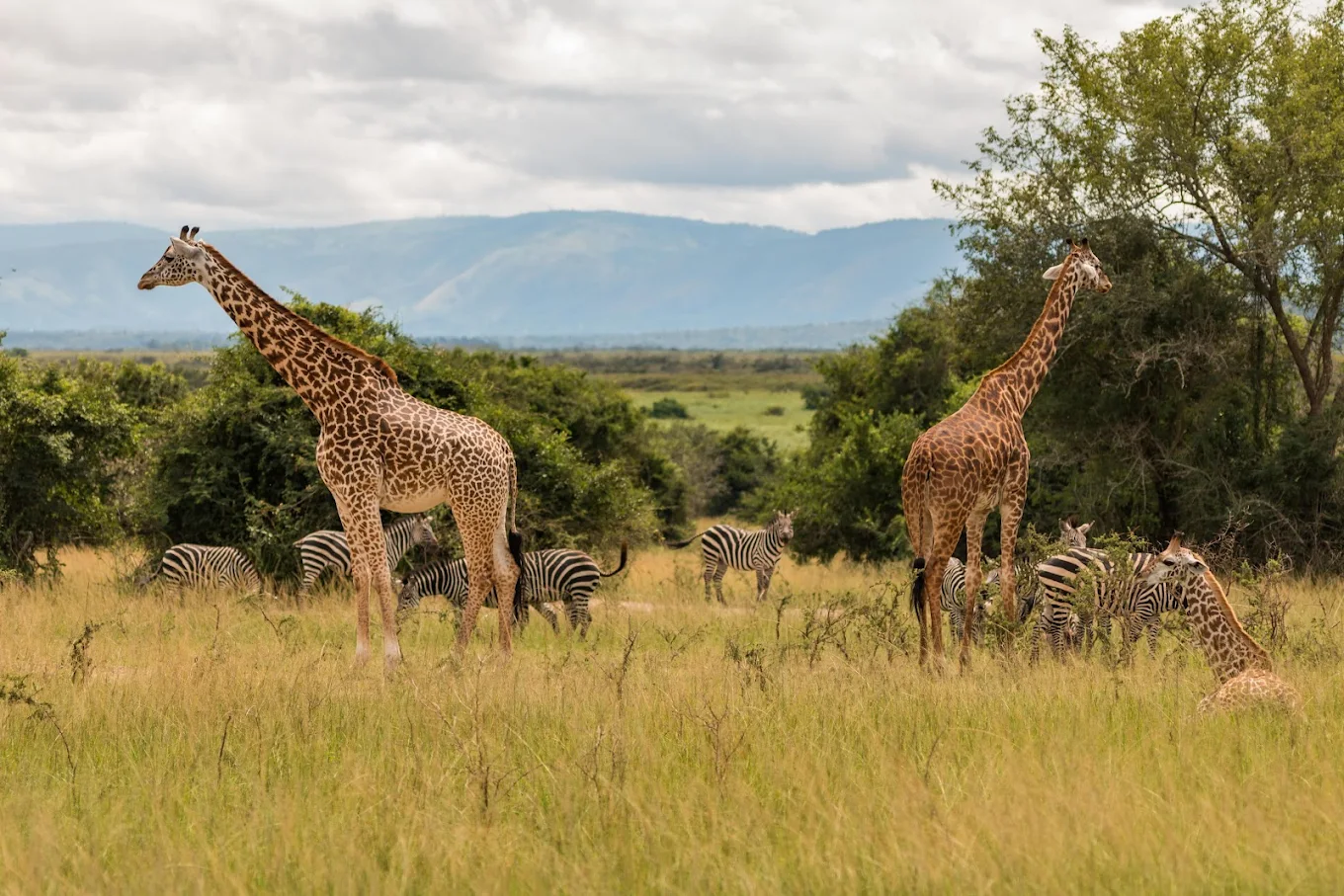 Giraffes and zebras during an Akagera National Park safari