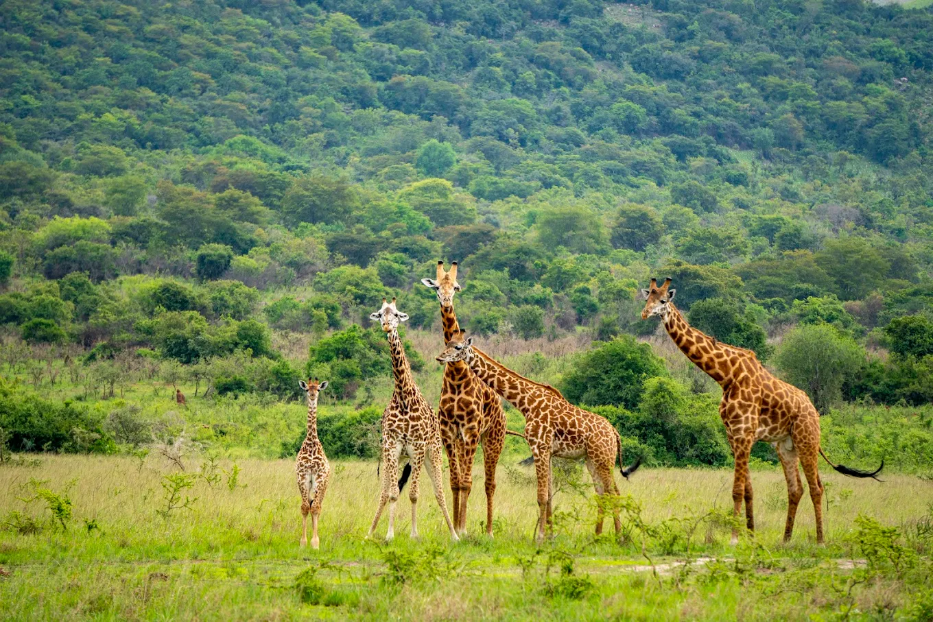 6 Day Rwanda Wildlife Safari