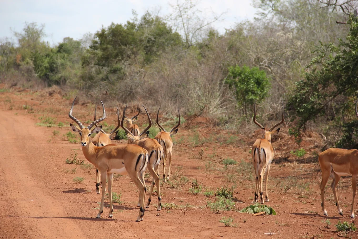 Kobs in Akagera National Park