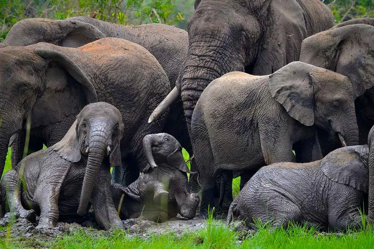 Many Elephants in Akagera National Park