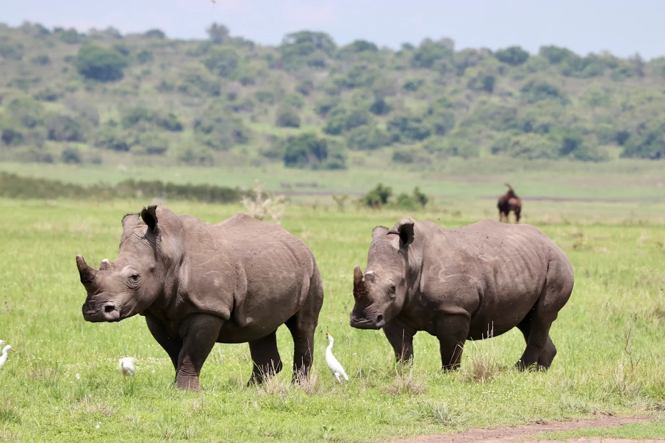Rhinos in Akagera National Park Rwanda safari