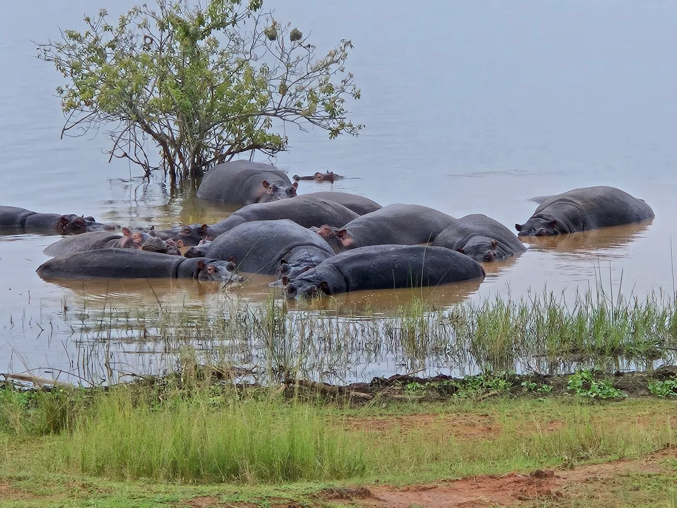 Swedish Speaking Guides on Uganda and Rwanda Safari guiding Rwanda Akagera National Park wildlife experiences