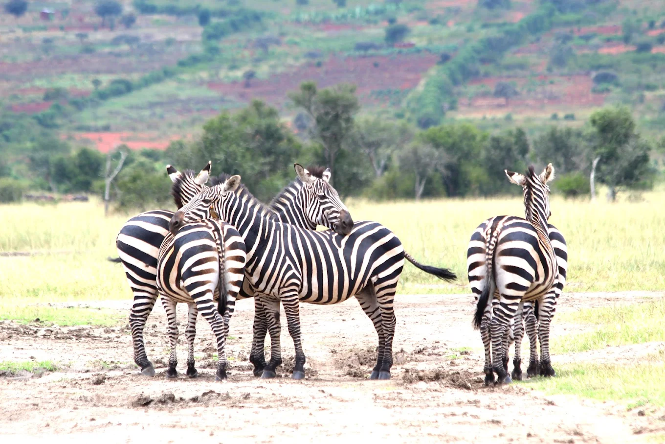 Akagera National Park Rwanda