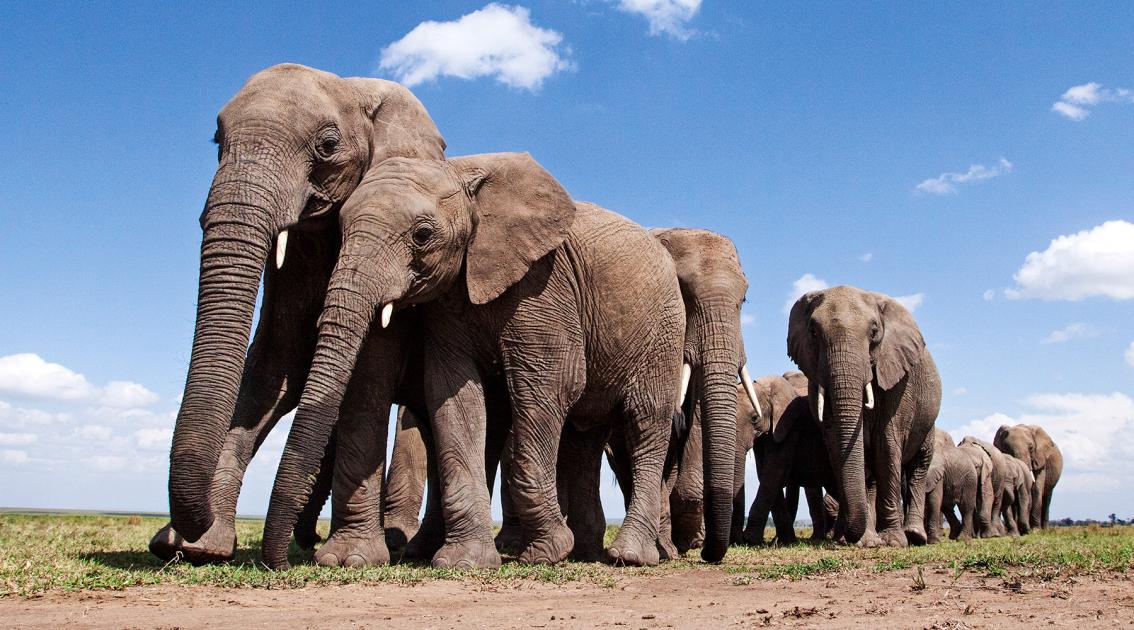 Group safari experience at Elephant View Lodge