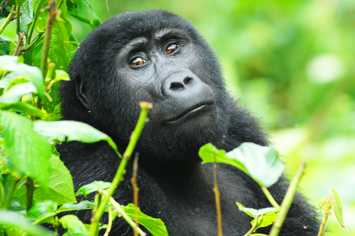 For many travelers, Gorilla Trekking Rwanda in Rainy Season is absolutely worth it. In fact, it is often considered one of the most rewarding times to visit for those seeking a more authentic and less crowded experience.
