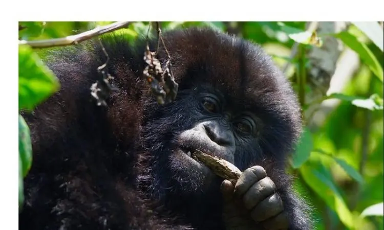 Rwanda safari scenic experience