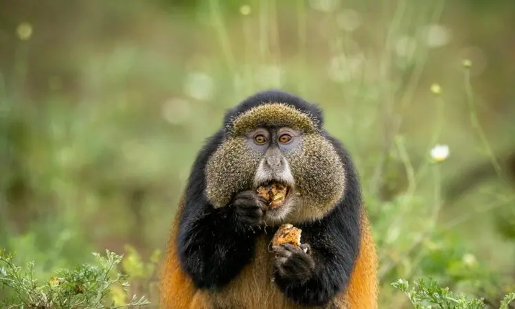 Volcanoes National Park Rwanda adventure scenery