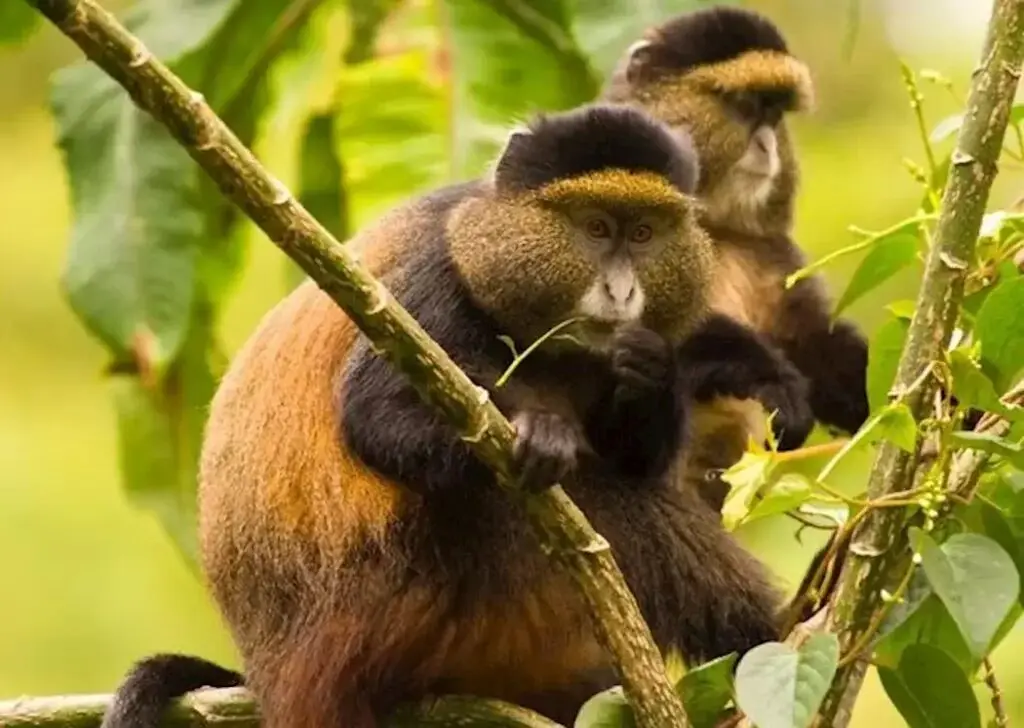 Rwanda safari scenic landscape experience