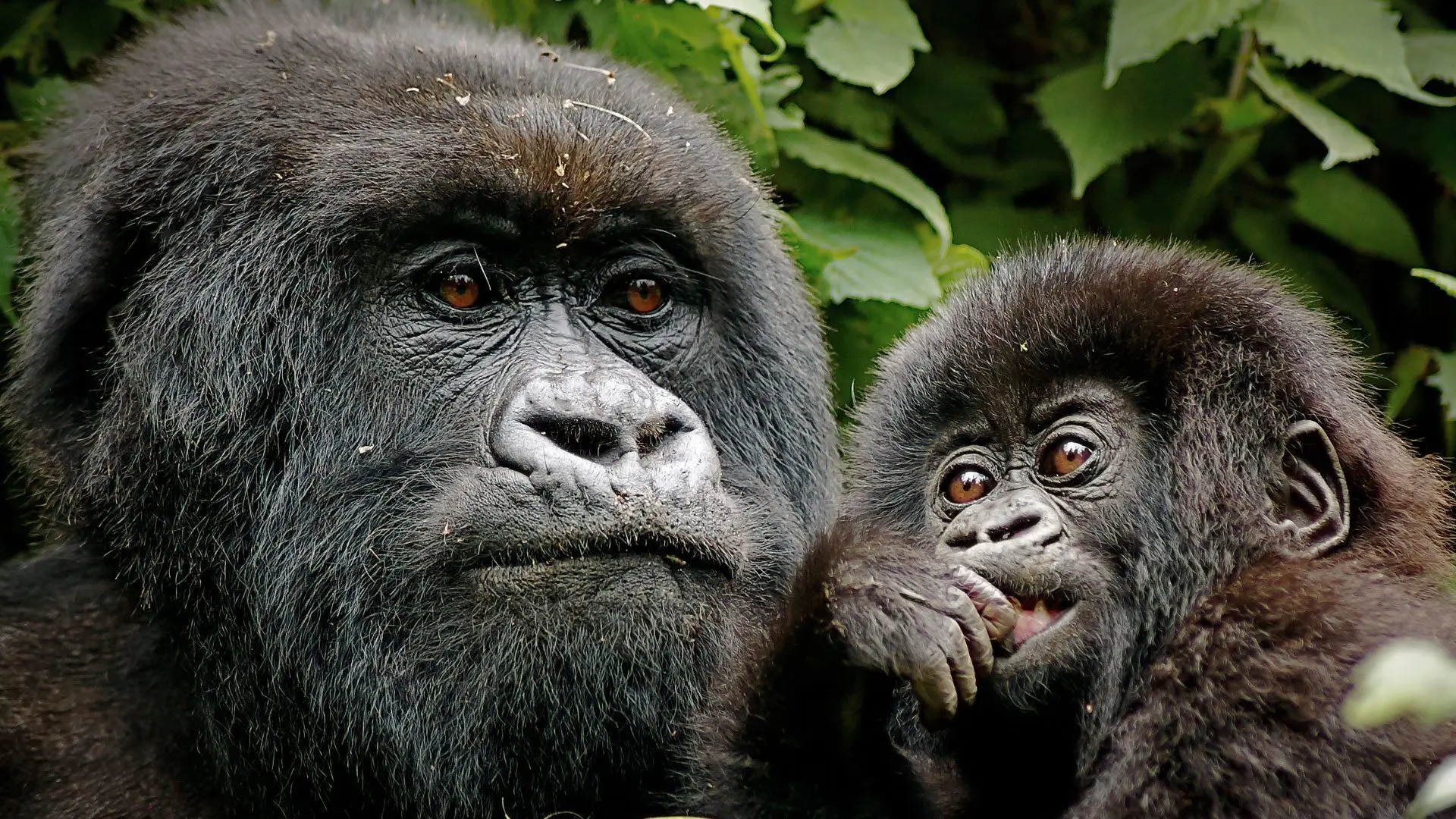 Wildlife safari Rwanda landscape