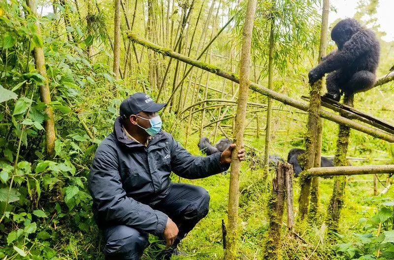 Wildlife and nature Rwanda safari views