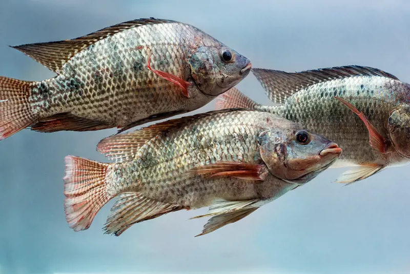 Tilapia Fish Swimming