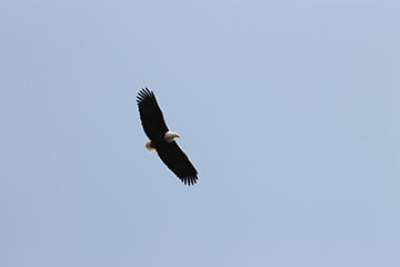 Wildlife at Twiga Safari Lodge eagle