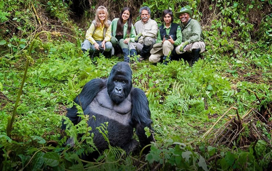 he highlight of Luxury Gorilla Trekking in Kinigi is the once-in-a-lifetime opportunity to spend time with endangered mountain gorillas in their natural habitat. Gorilla trekking begins early in the morning at the Volcanoes National Park headquarters, where guests receive a briefing before being assigned a gorilla family.