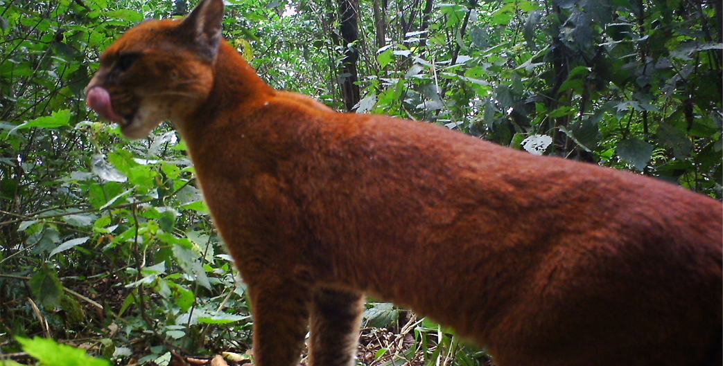 FAQs for Golden Cat Trekking in Kibale National Park