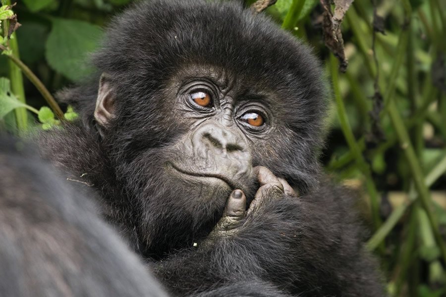Chimpanzee trekking safari in Uganda and Rwanda