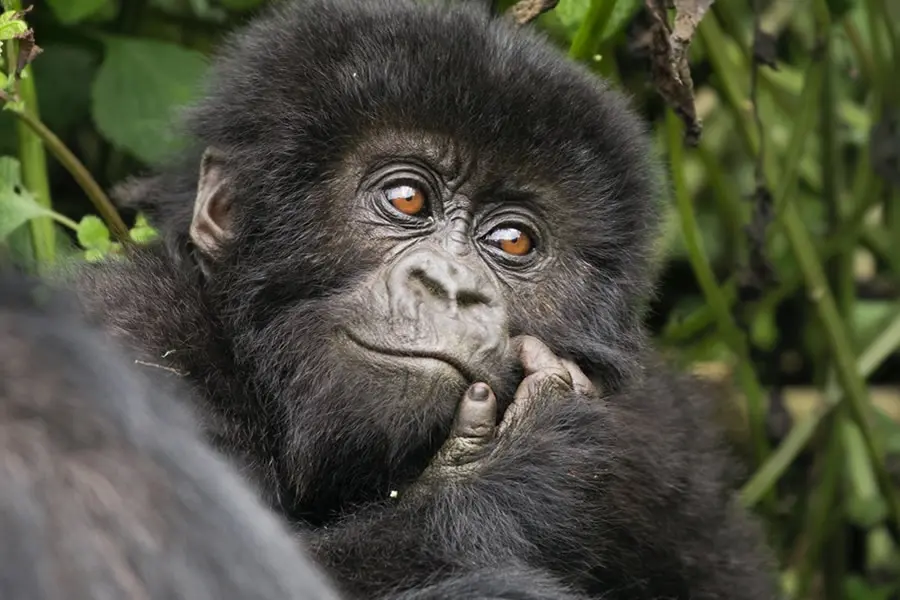 Chimpanzee trekking safari in Uganda and Rwanda