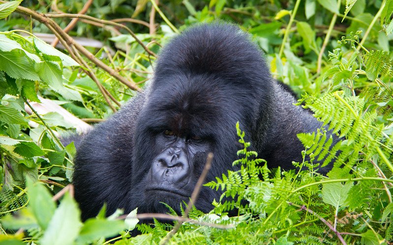 Luxury gorilla safari in Uganda and Rwanda
