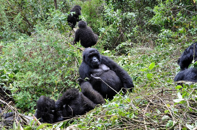 Luxury gorilla trekking in Uganda is highly valued for its diversity, scenic beauty, and the ability to combine gorilla encounters with classic wildlife safaris. Travelers hike through ancient rainforest landscapes filled with mist-covered hills, waterfalls, dense vegetation, and rich biodiversity before finally encountering a habituated gorilla family deep inside the forest. The trekking experience itself feels authentic, intimate, and deeply connected to nature.