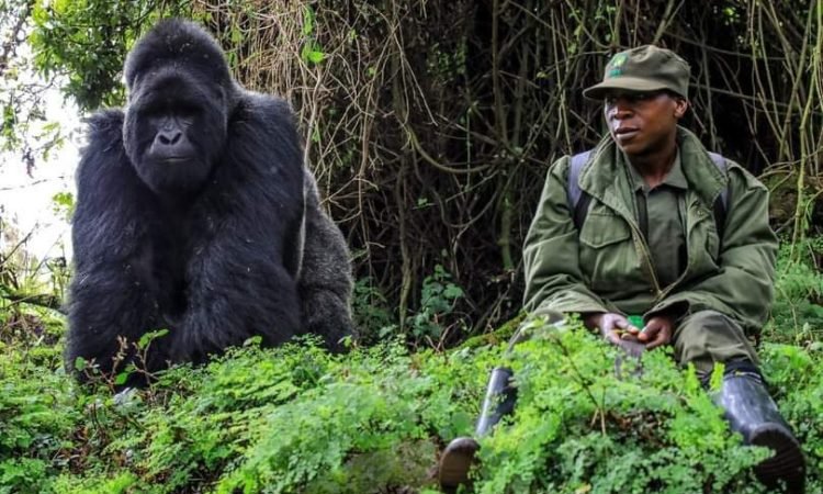 All Inclusive Luxury Gorilla Safaris in Uganda and Rwanda