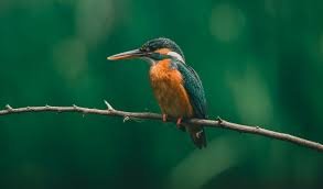 Ruhija is one of Uganda’s best birdwatching destinations and is